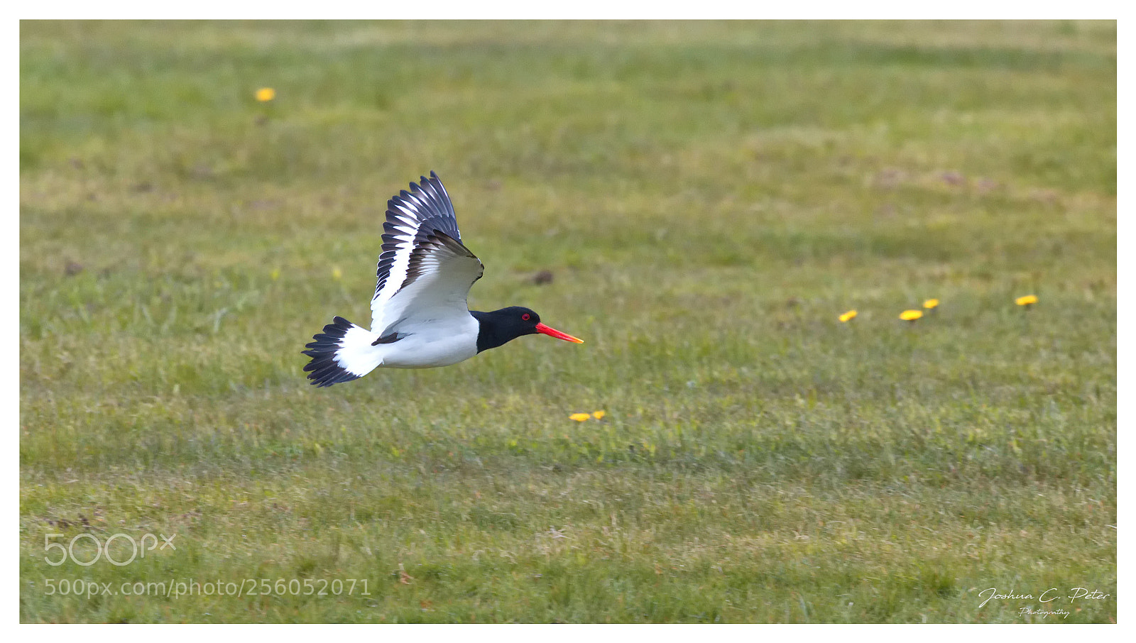 Canon EOS 6D Mark II sample photo. North sea ornithology photography