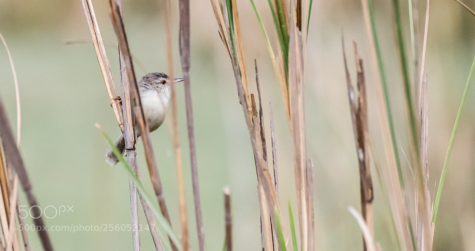 Nikon D750 sample photo. Plain prinia photography