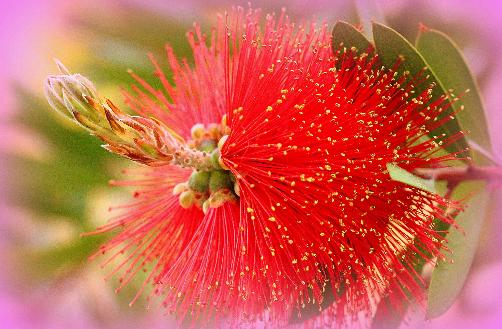Canon EF 100mm F2.8 Macro USM sample photo. İlkbahar ... photography