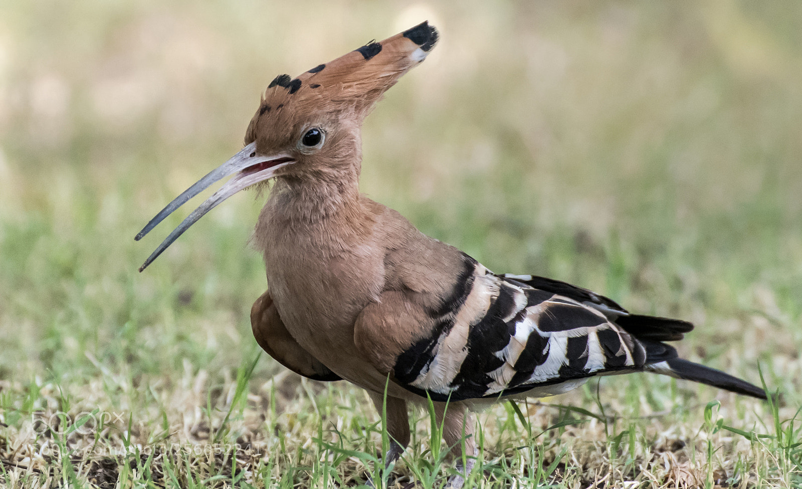 Nikon D750 sample photo. Hoopoe photography