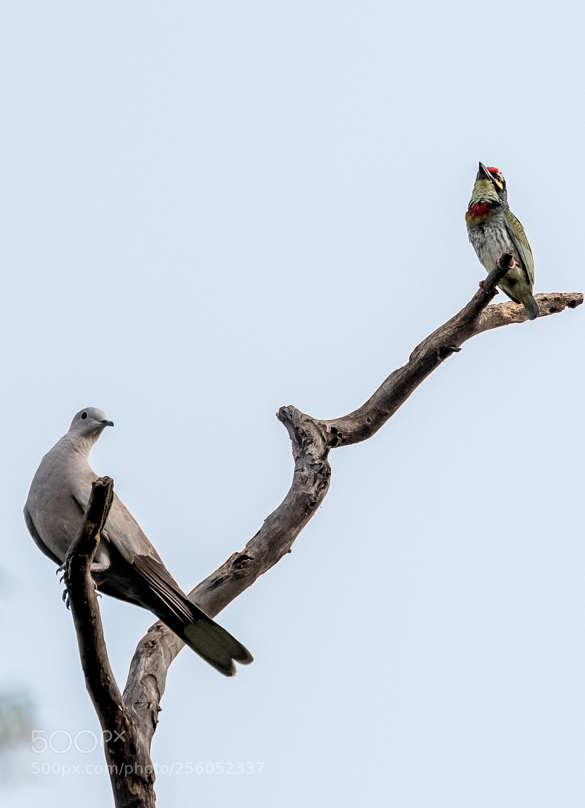 Nikon D750 sample photo. Coppersmith barbet photography
