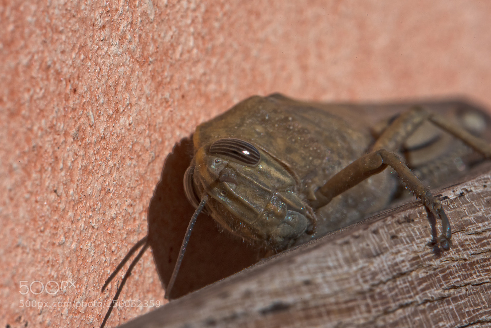 Nikon D750 sample photo. Xxl grasshopper photography