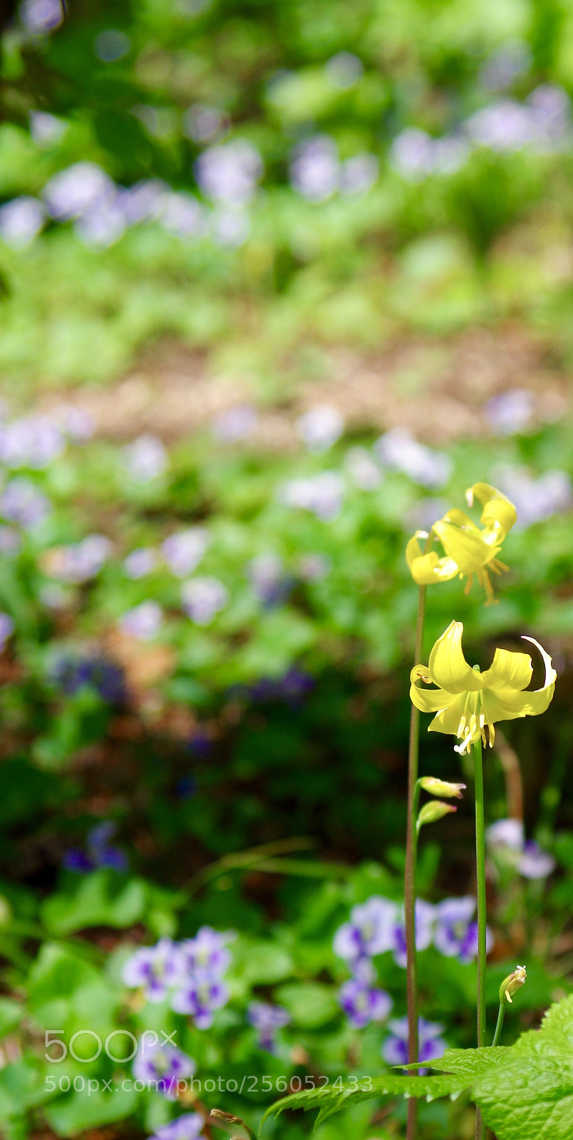 Pentax K-50 sample photo. Yellow photography