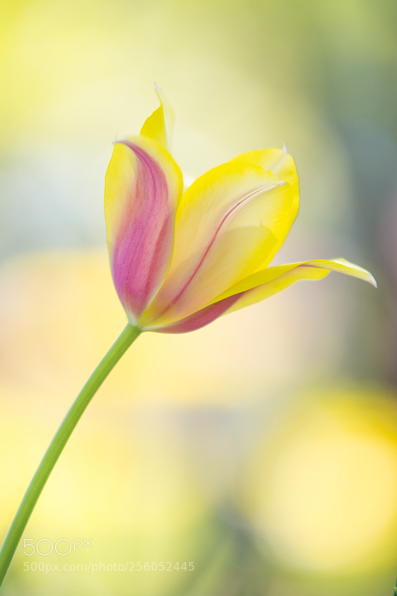 Nikon D610 sample photo. Plant photography