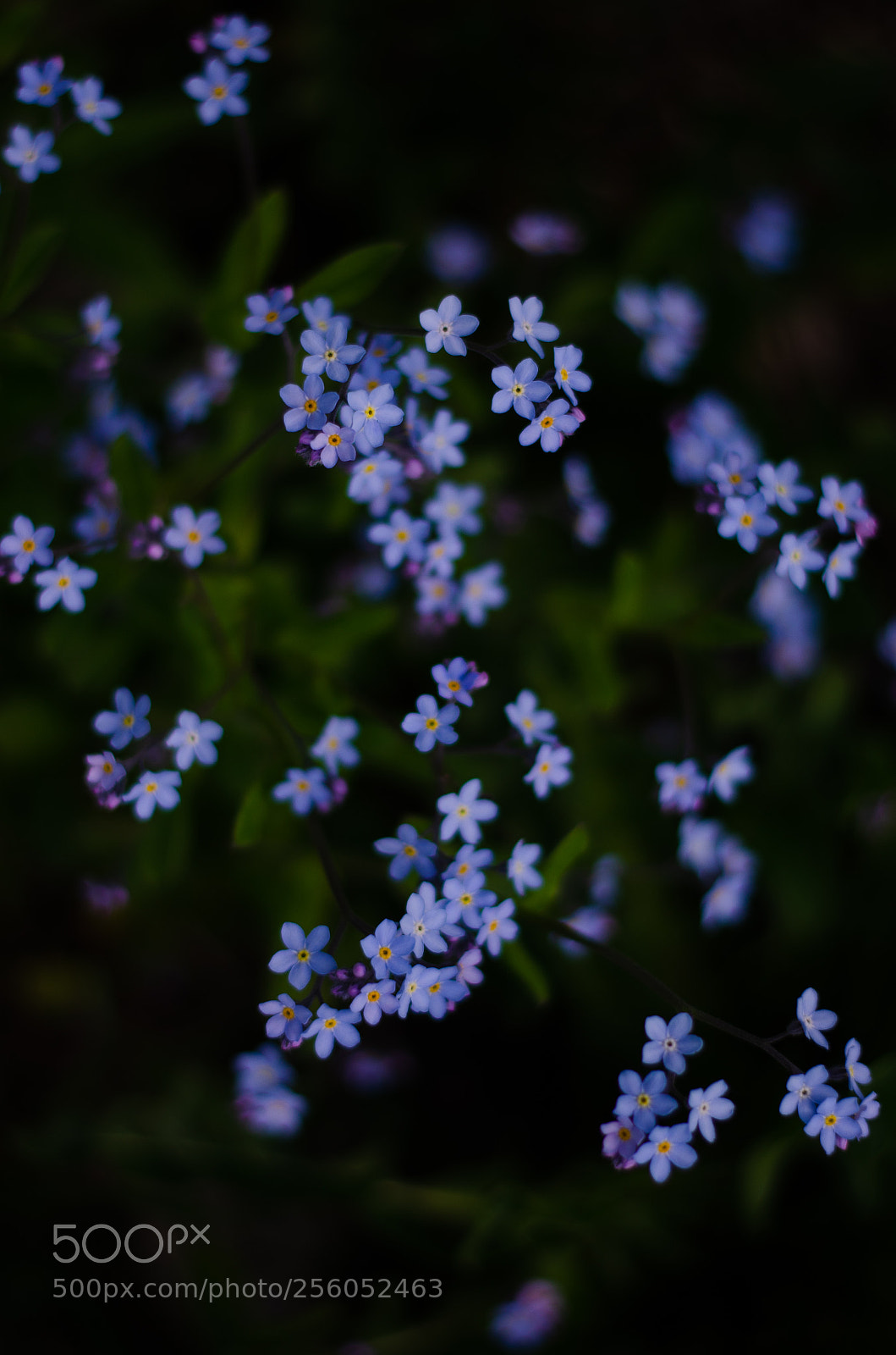 Nikon D5100 sample photo. Forget-me-not photography
