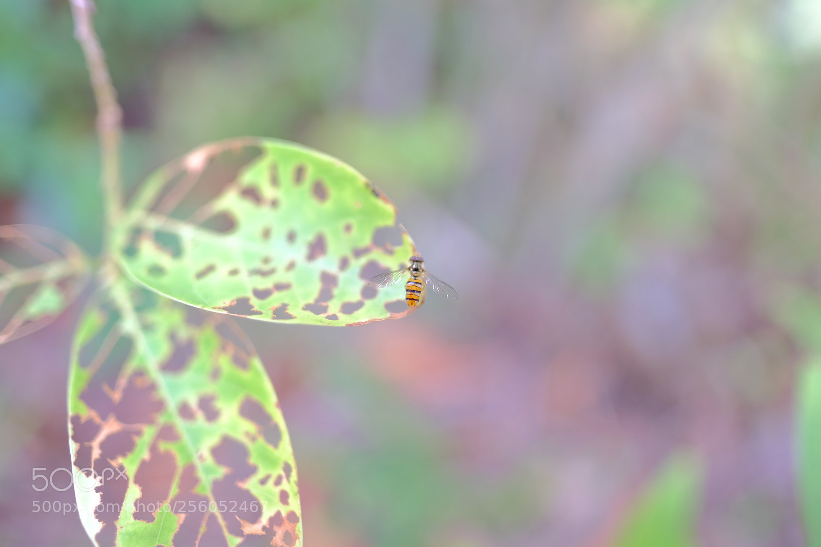 Fujifilm X-H1 sample photo. Resting photography