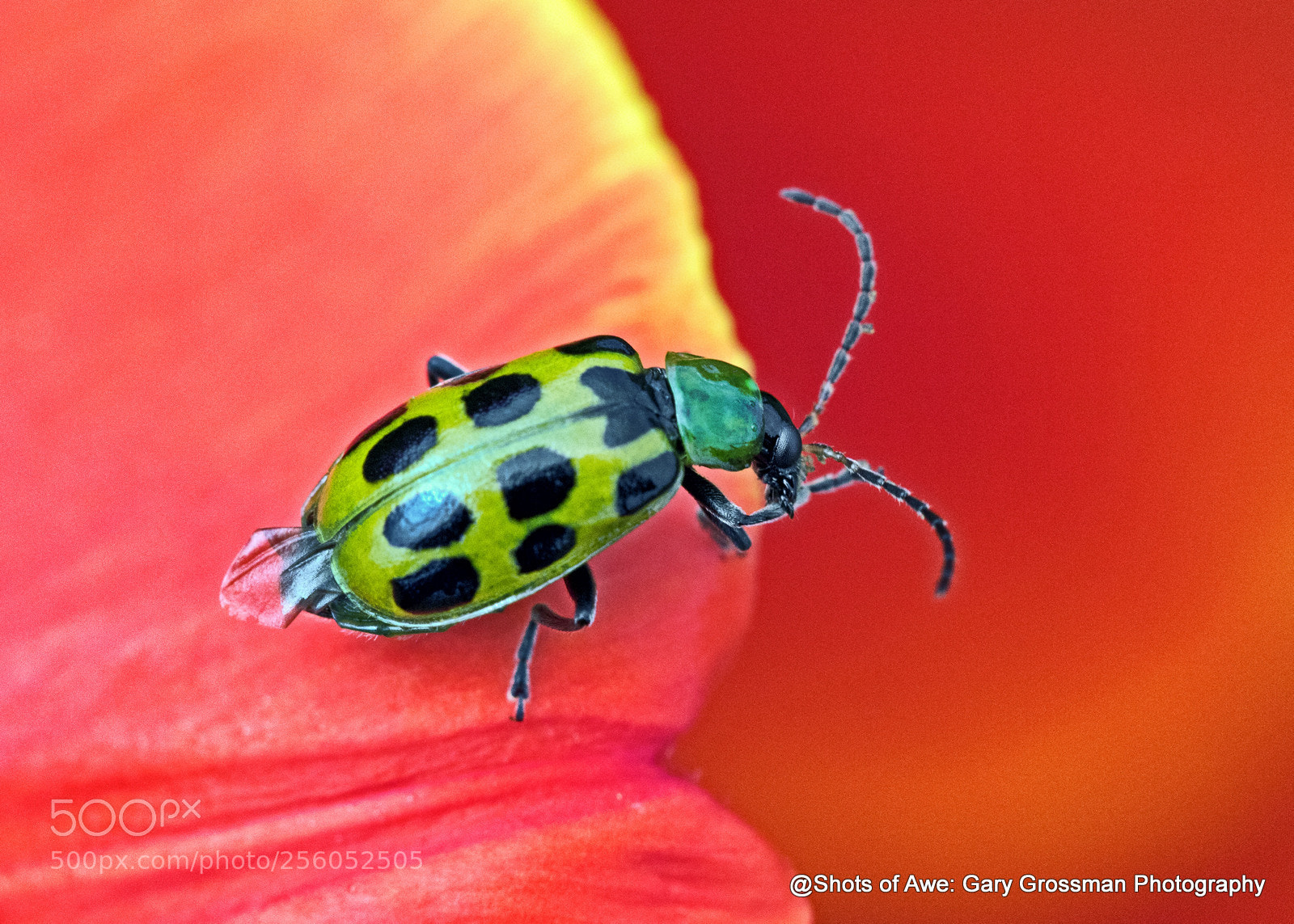 Canon EOS 7D Mark II sample photo. Beetle & tulip photography