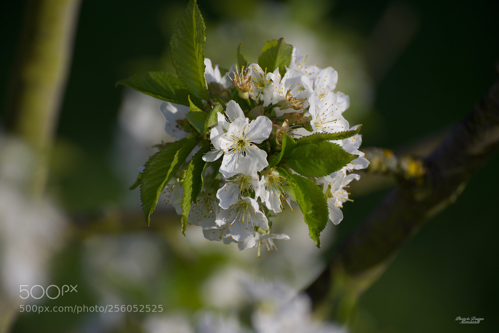 Nikon D750 sample photo. Kirschblu te in my photography