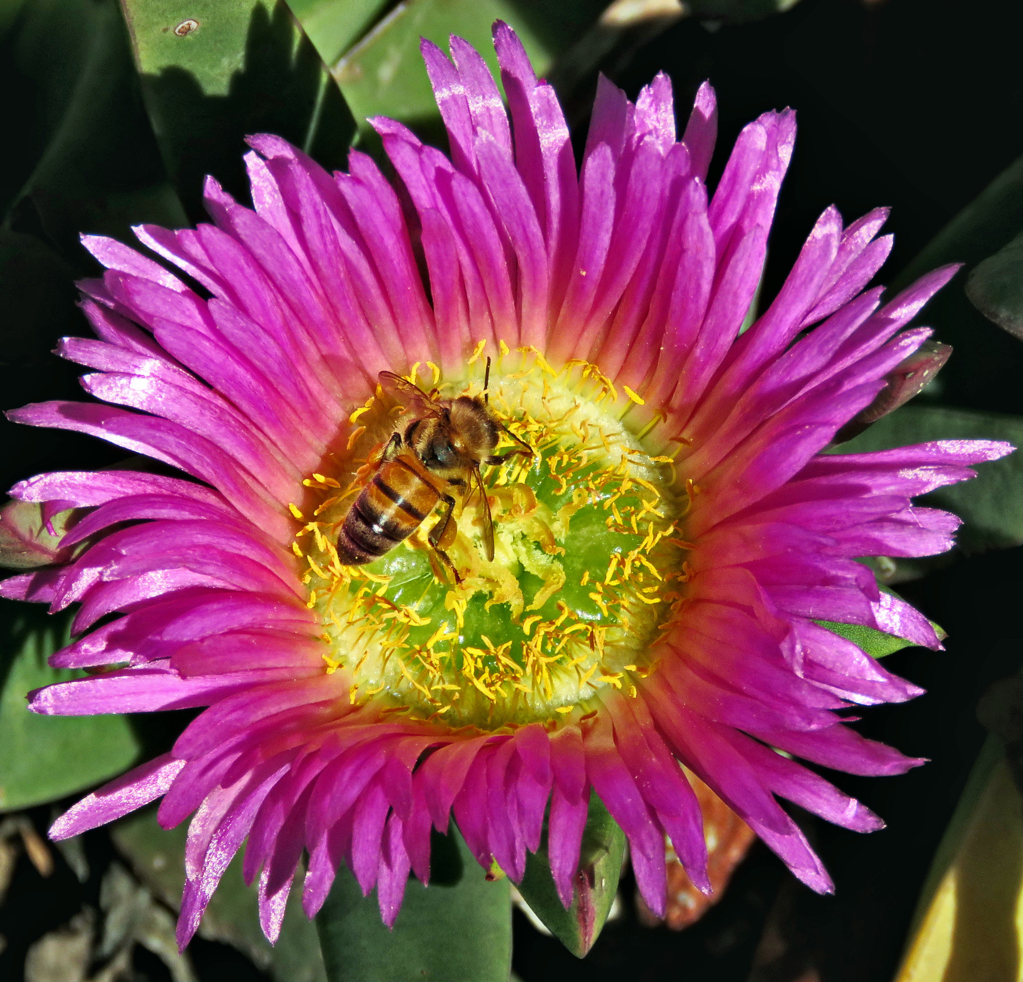 Canon PowerShot SX60 HS sample photo. Bee enjoying a purple dandelion photography