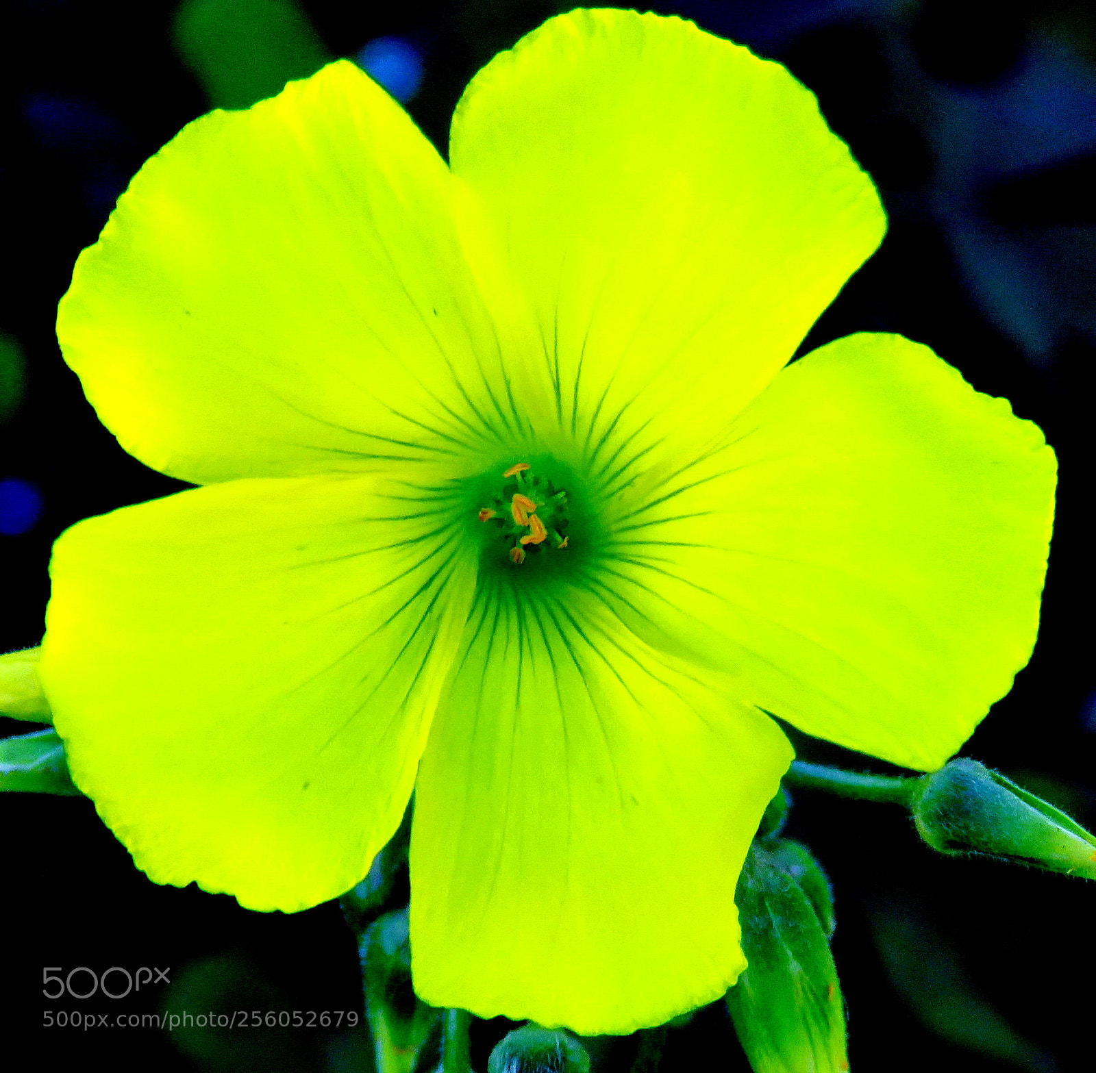 Canon PowerShot SX60 HS sample photo. Yellow daisy flower photography