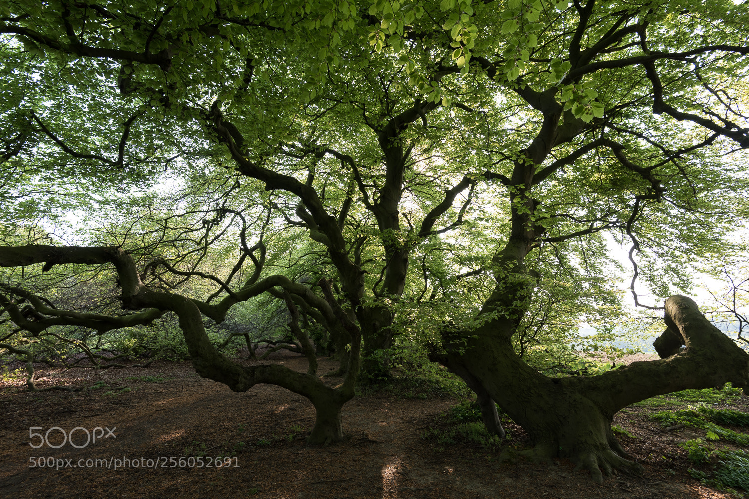 Nikon D750 sample photo. Süntelbuchen ii photography