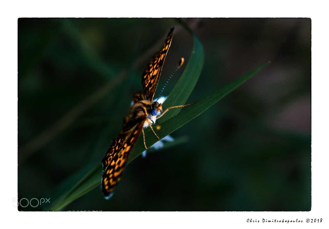 Nikon D7000 sample photo. An orange one in photography