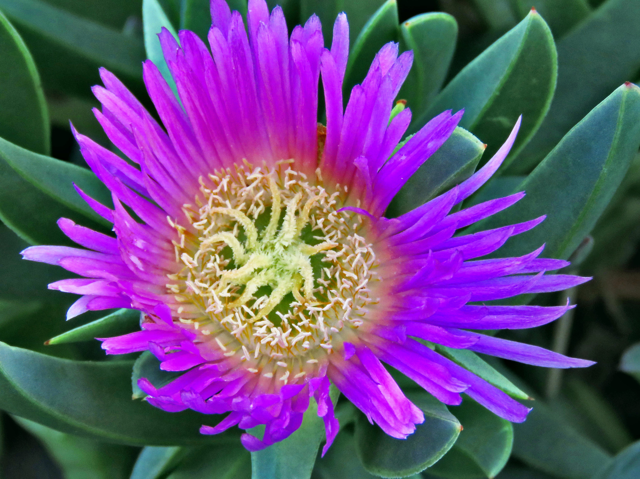 Canon PowerShot SX60 HS sample photo. A blue dandelion flower photography