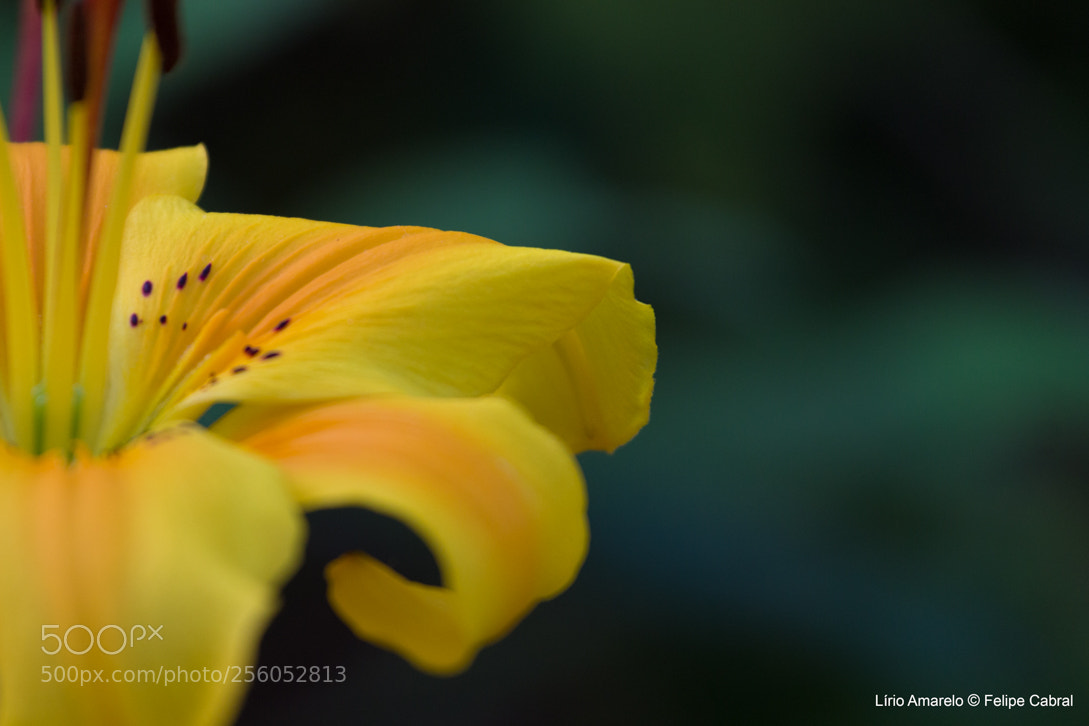 Canon EOS 600D (Rebel EOS T3i / EOS Kiss X5) sample photo. Lirio amarelo photography