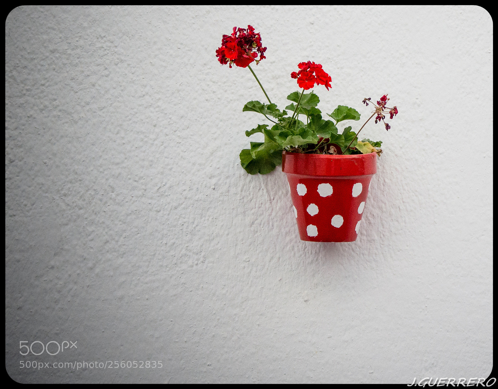 Nikon D5100 sample photo. Red-white photography