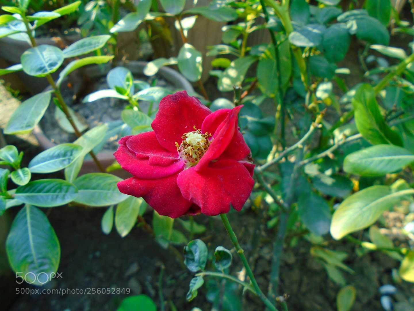 Sony Cyber-shot DSC-W800 sample photo. December 2017 001 photography