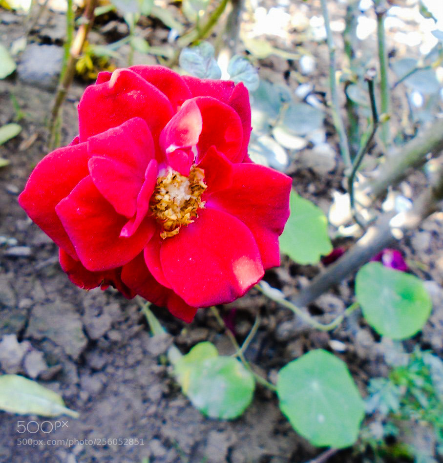 Sony Cyber-shot DSC-W800 sample photo. December 2017 002 photography