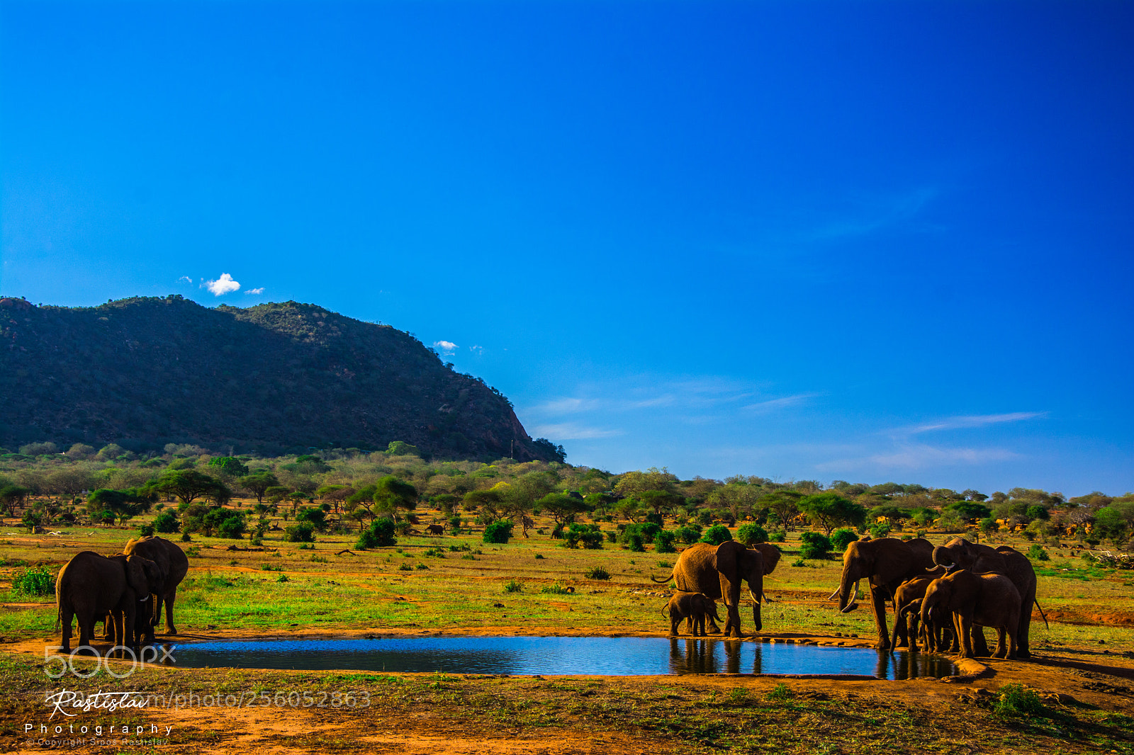 Nikon D7100 sample photo. Voi wildlife photography