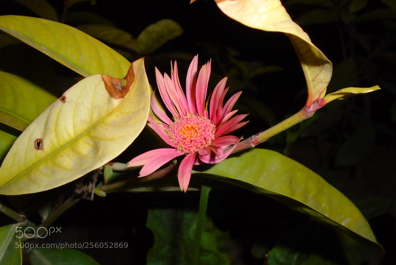 Sony Cyber-shot DSC-W800 sample photo. December 2017 005 photography