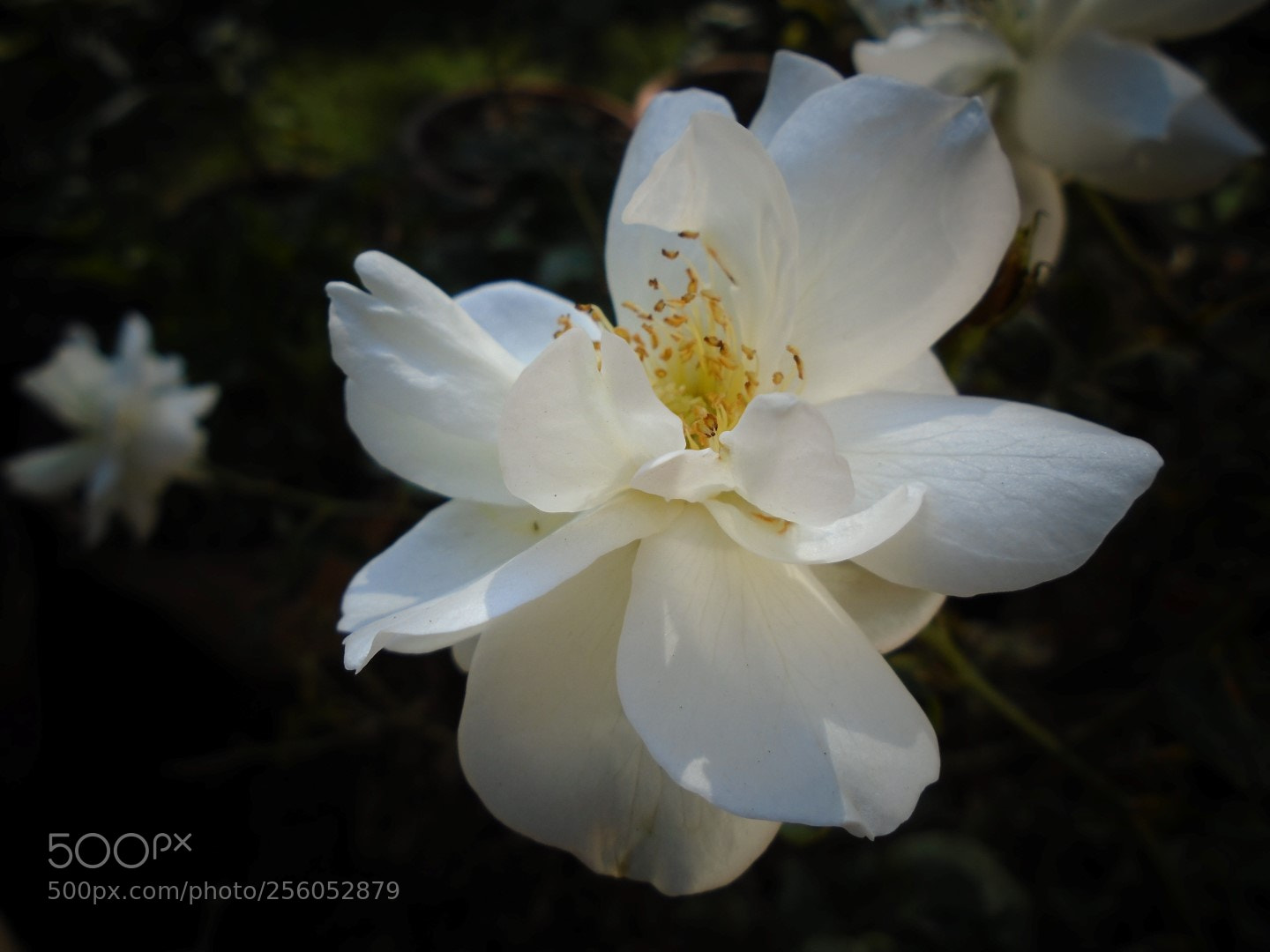 Sony Cyber-shot DSC-W800 sample photo. December 2017 010 photography