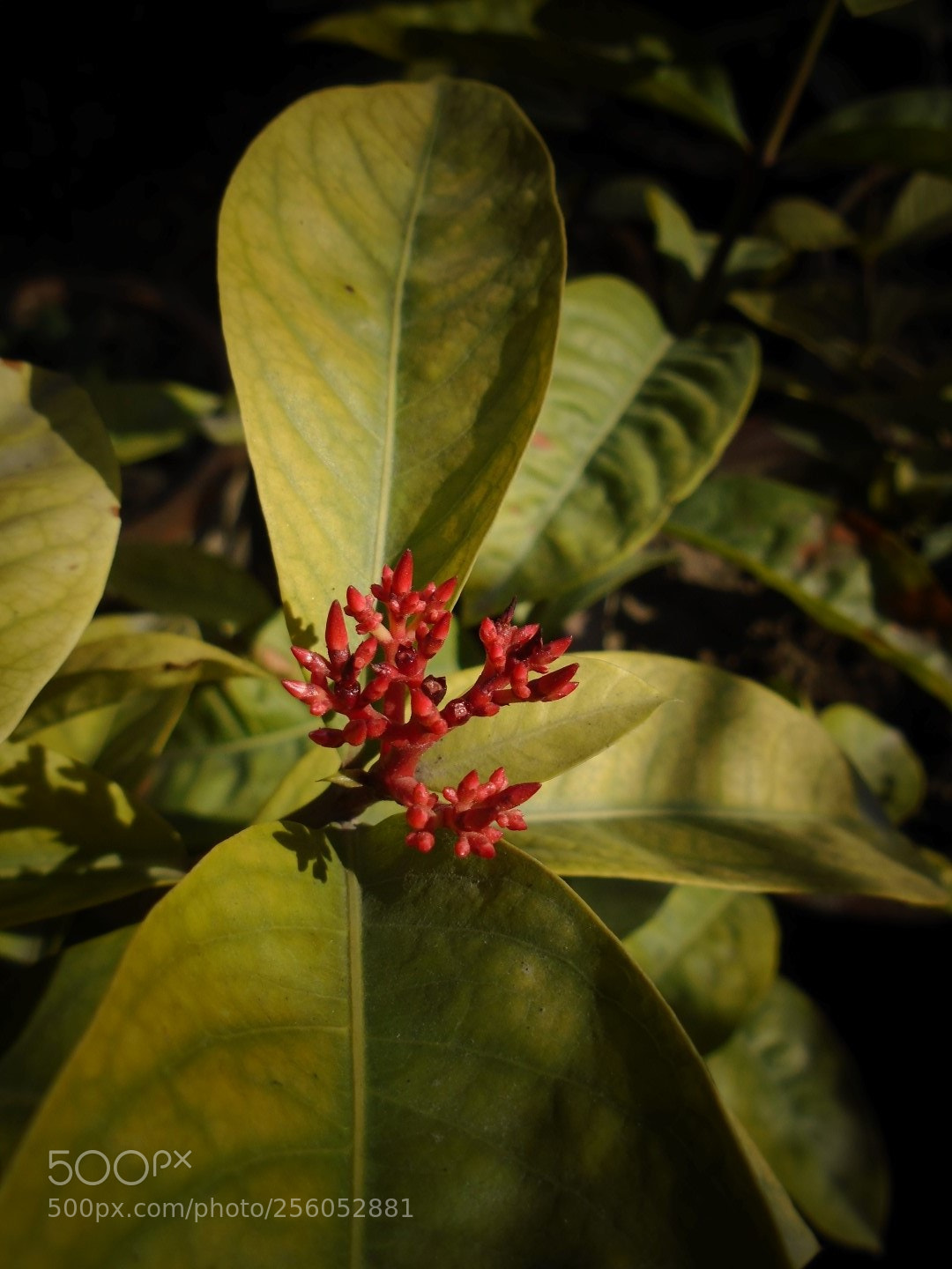 Sony Cyber-shot DSC-W800 sample photo. December 2017 008 photography