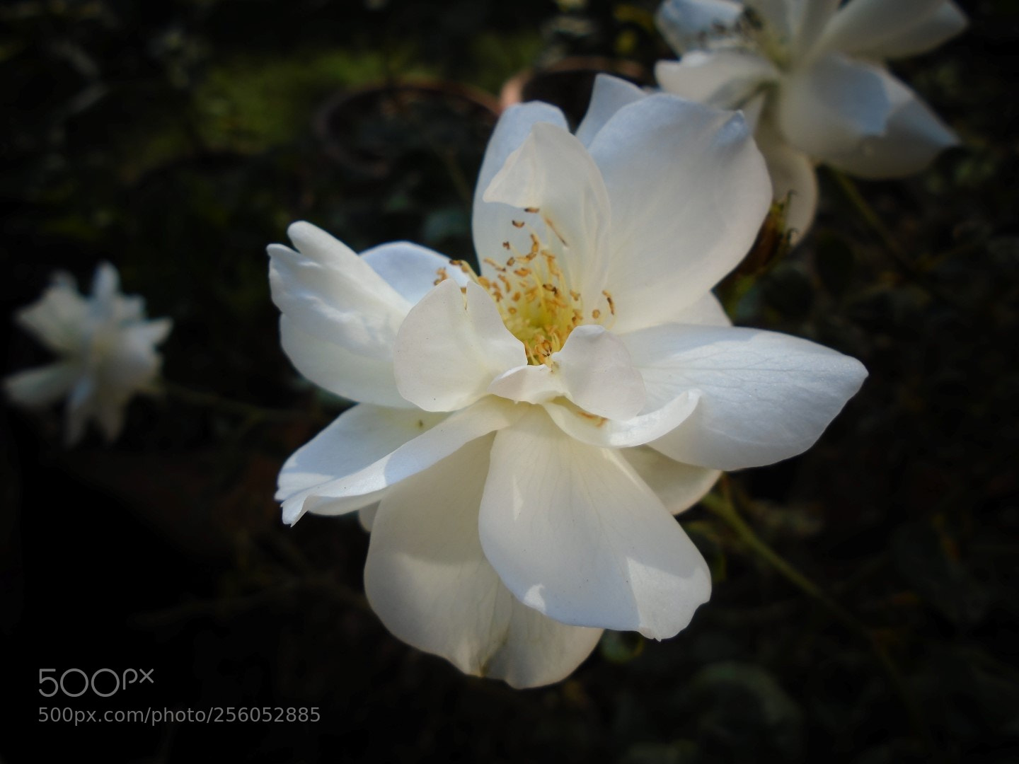 Sony Cyber-shot DSC-W800 sample photo. December 2017 011 photography
