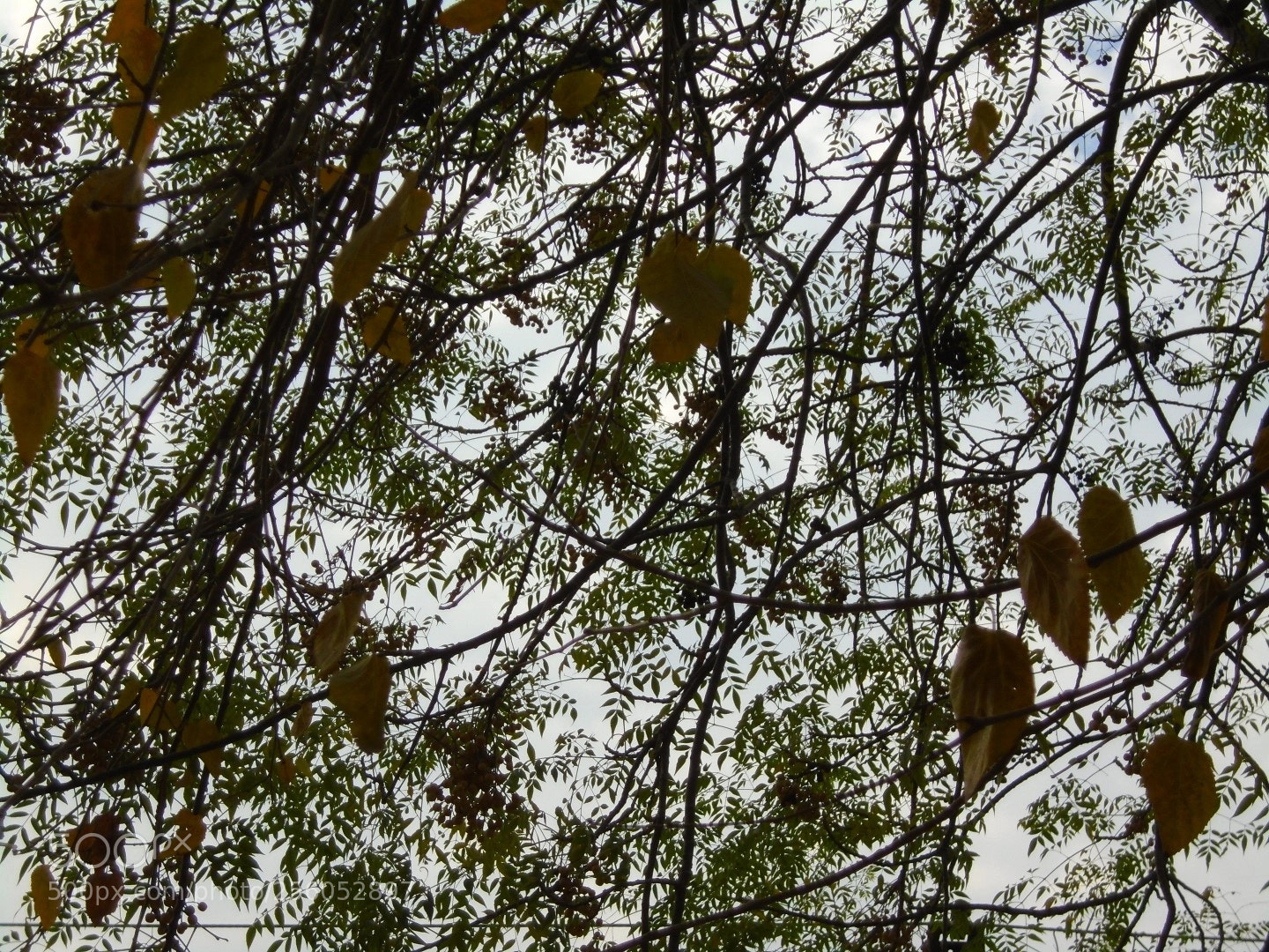 Sony Cyber-shot DSC-W800 sample photo. December 2017 017 photography