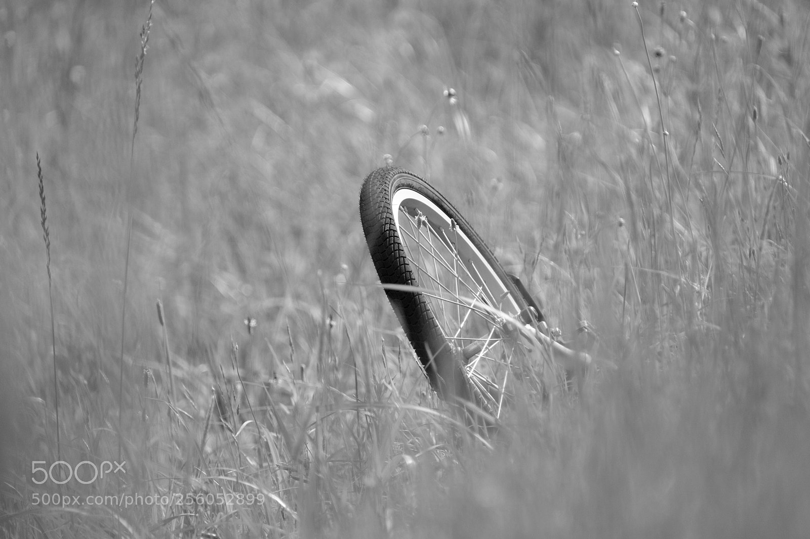 Fujifilm X-T2 sample photo. At oguri river photography