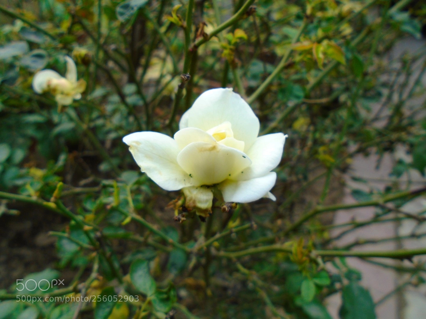 Sony Cyber-shot DSC-W800 sample photo. December 2017 019 photography