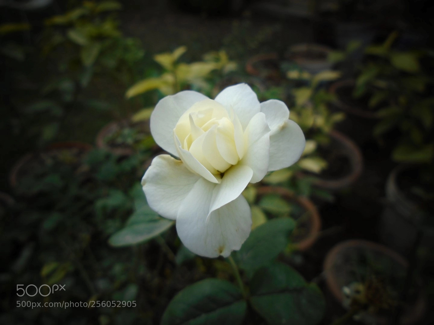 Sony Cyber-shot DSC-W800 sample photo. December 2017 020 photography