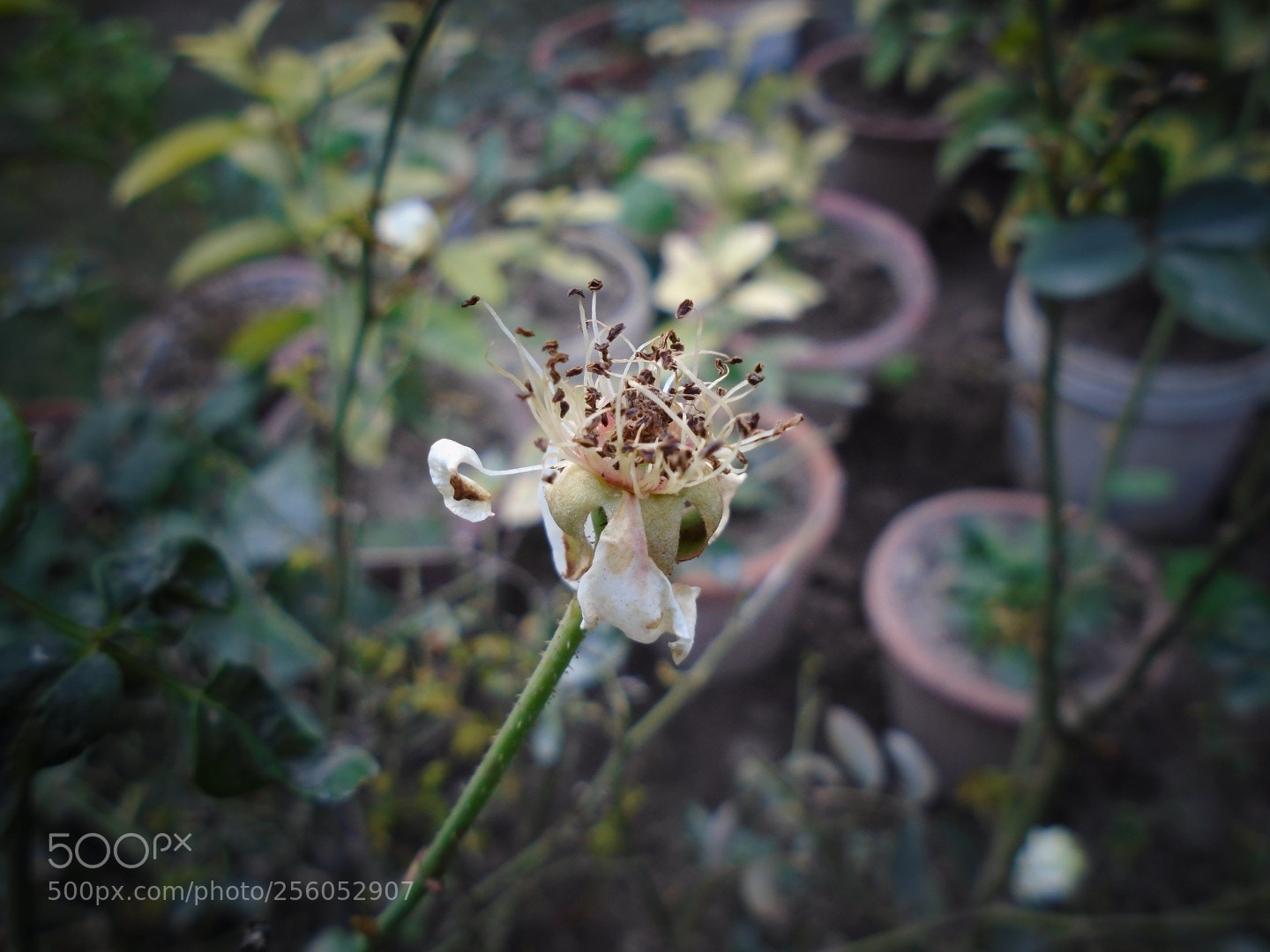 Sony Cyber-shot DSC-W800 sample photo. December 2017 021 photography