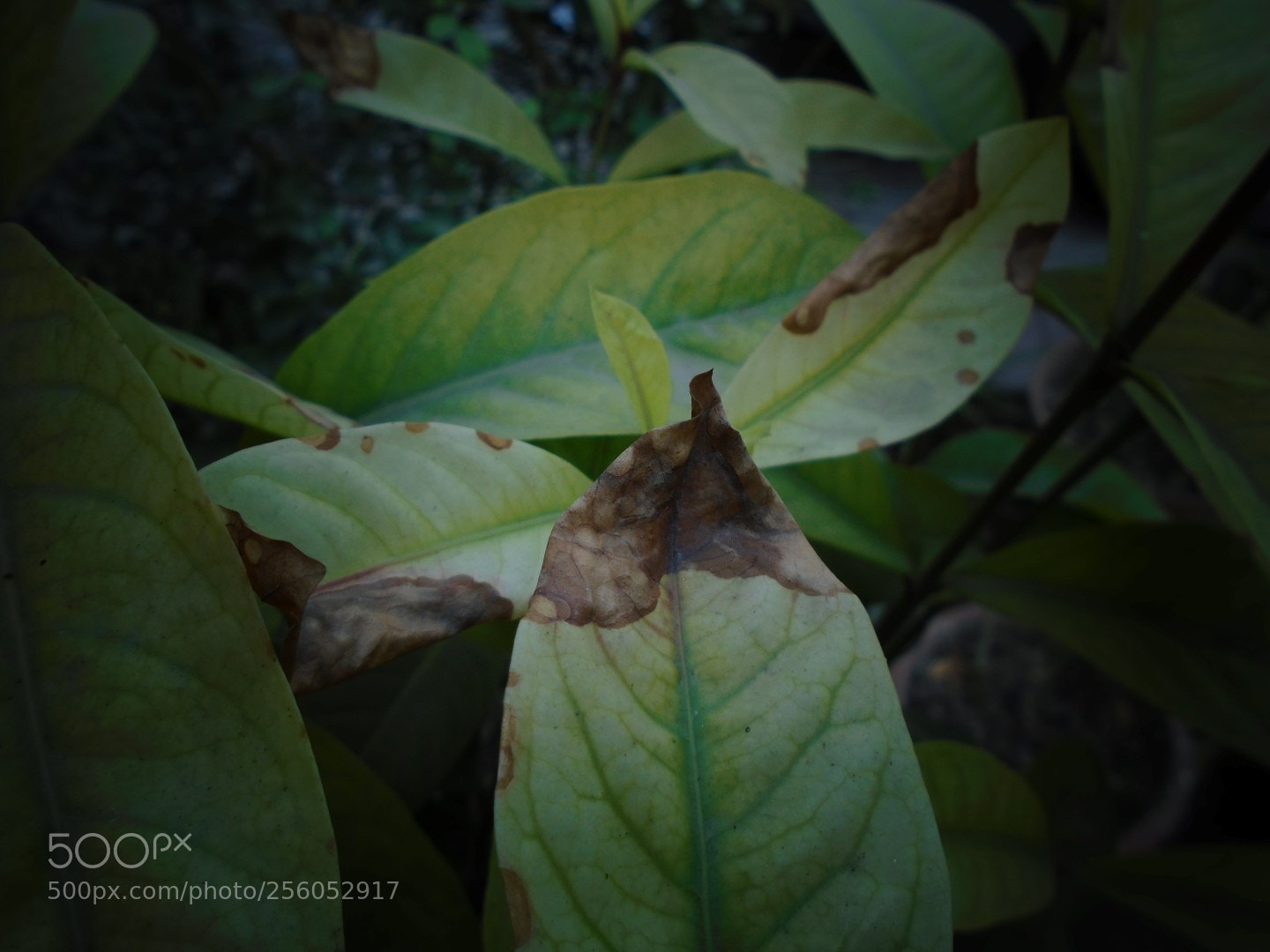 Sony Cyber-shot DSC-W800 sample photo. December 2017 023 photography