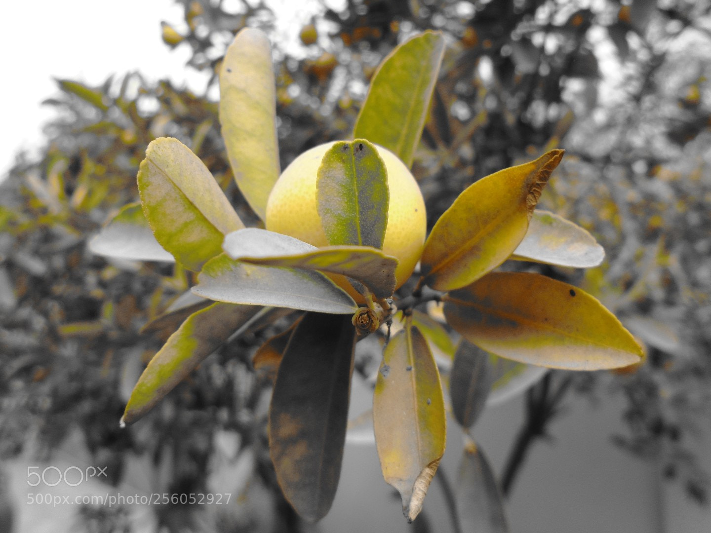 Sony Cyber-shot DSC-W800 sample photo. December 2017 027 photography