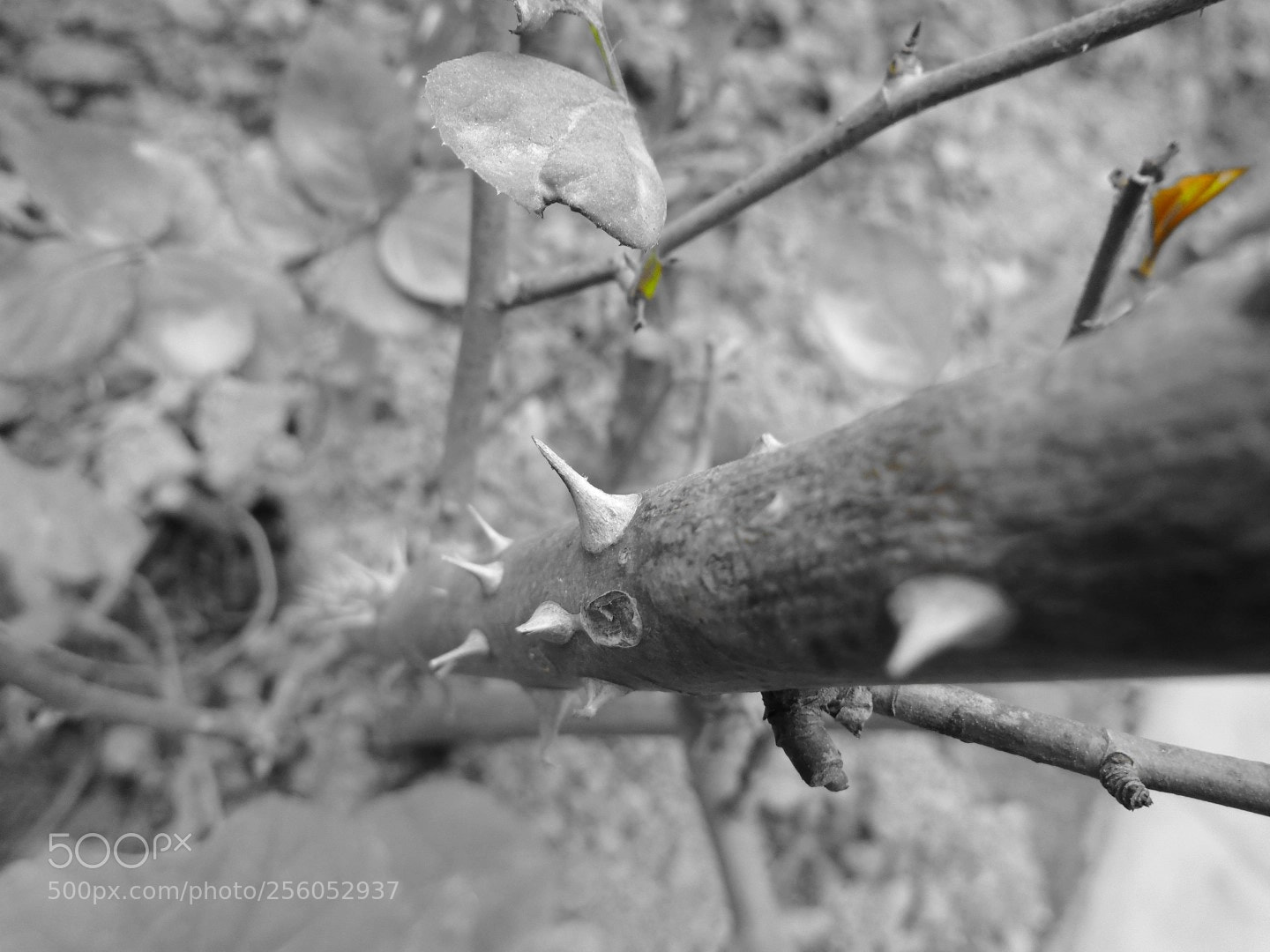 Sony Cyber-shot DSC-W800 sample photo. December 2017 030 photography