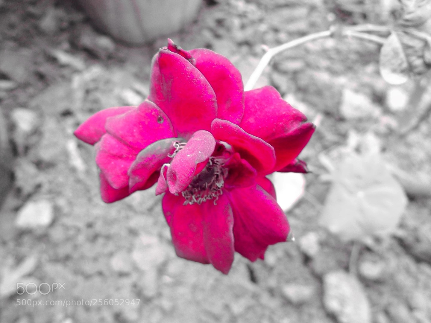 Sony Cyber-shot DSC-W800 sample photo. December 2017 034 photography