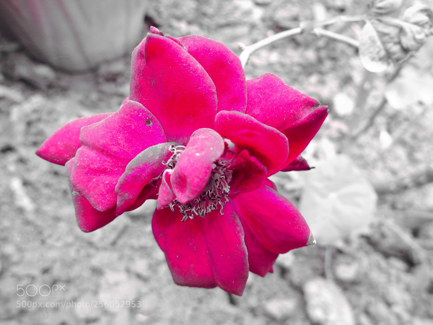 Sony Cyber-shot DSC-W800 sample photo. December 2017 035 photography