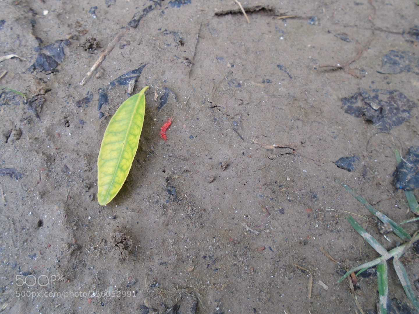Sony Cyber-shot DSC-W800 sample photo. December 2017 044 photography