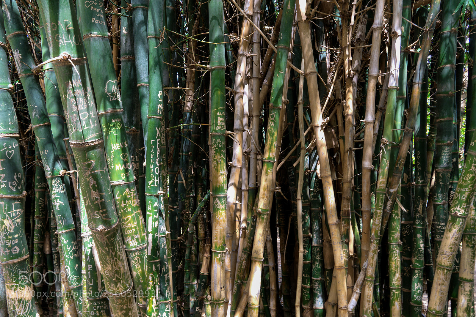 Sony a6000 sample photo. Bamboo with heart. photography