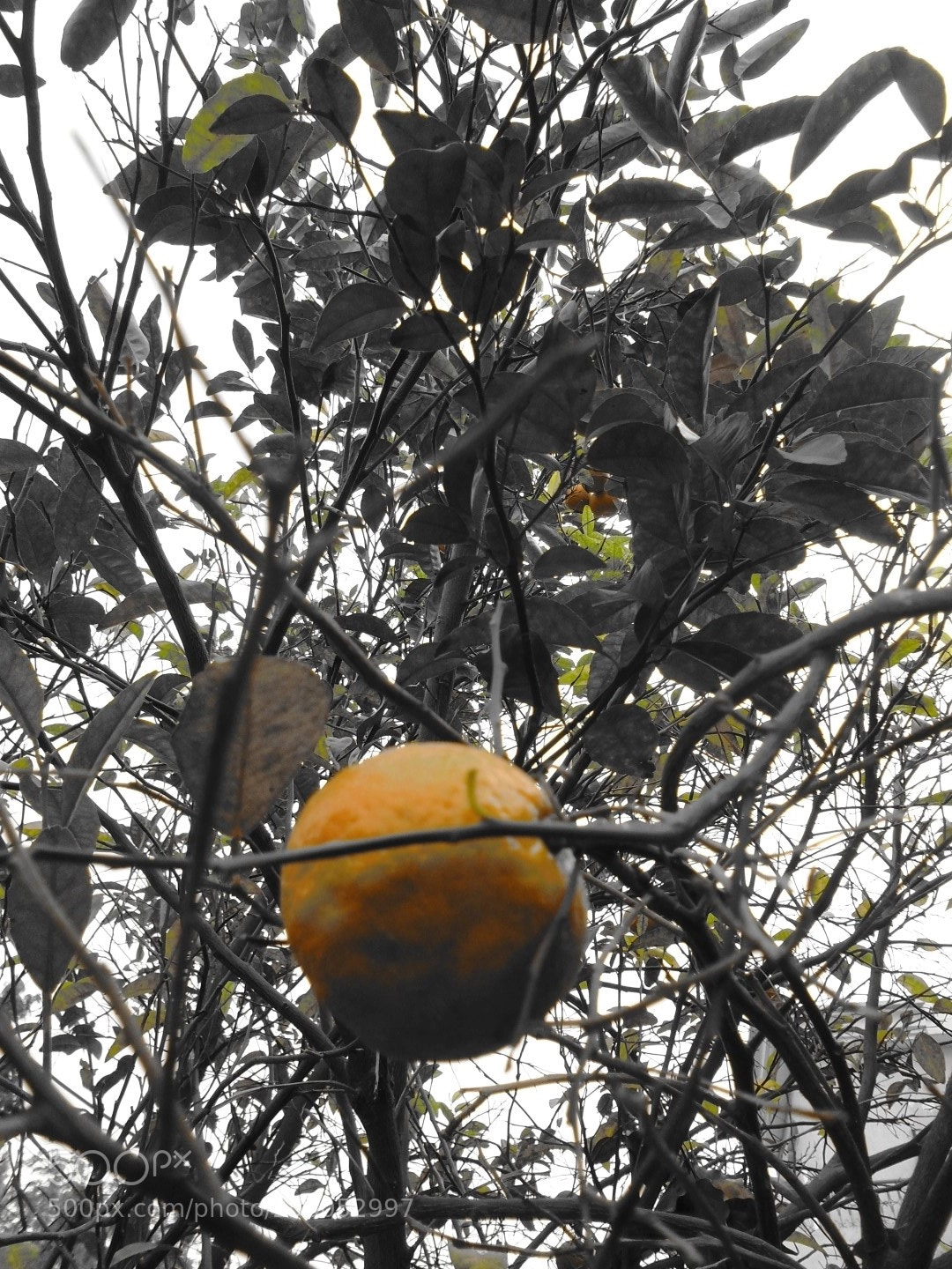 Sony Cyber-shot DSC-W800 sample photo. December 2017 046 photography