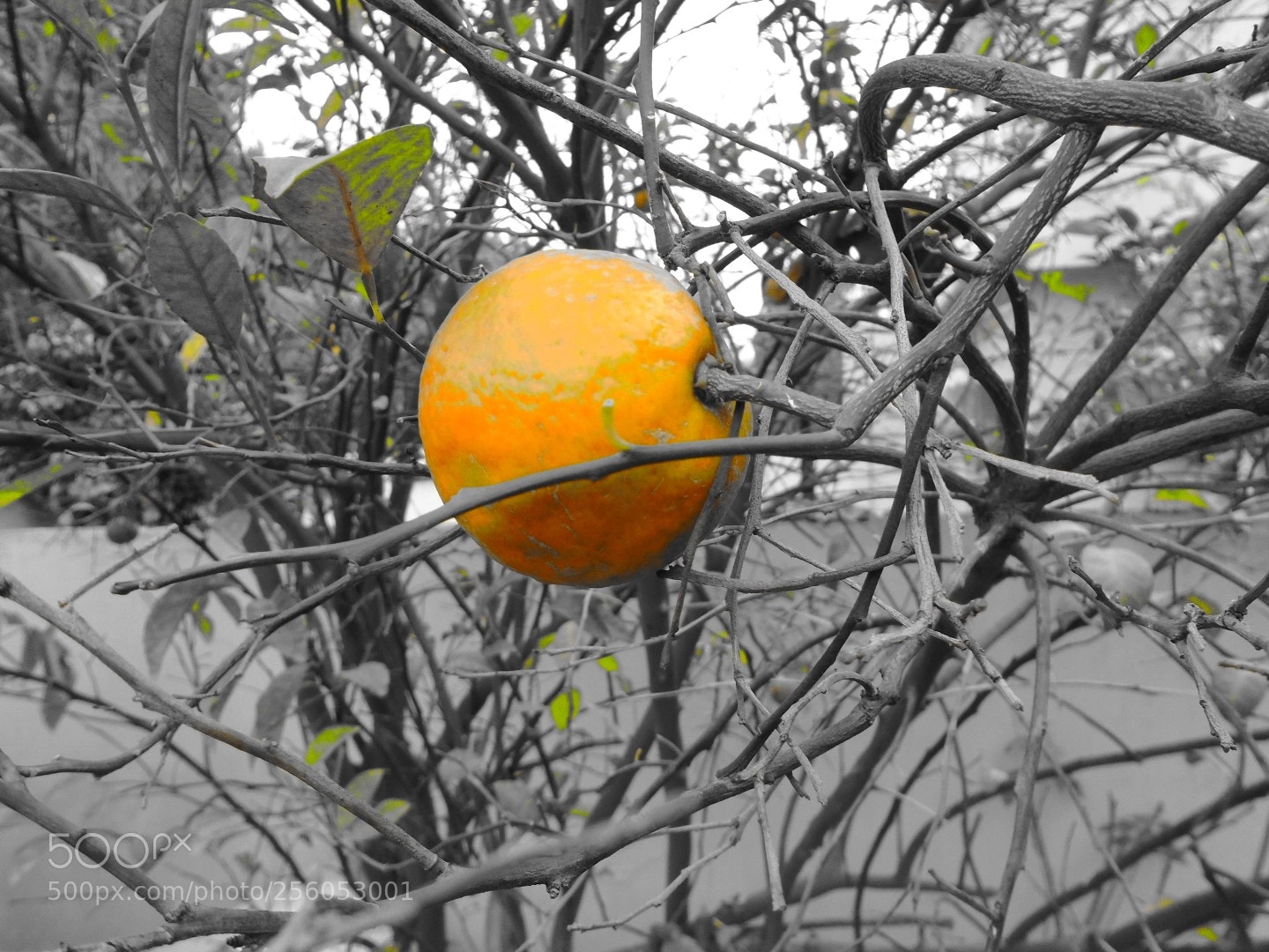 Sony Cyber-shot DSC-W800 sample photo. December 2017 047 photography