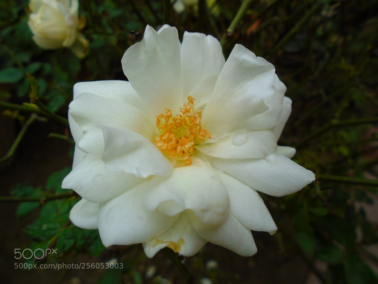 Sony Cyber-shot DSC-W800 sample photo. December 2017 048 photography