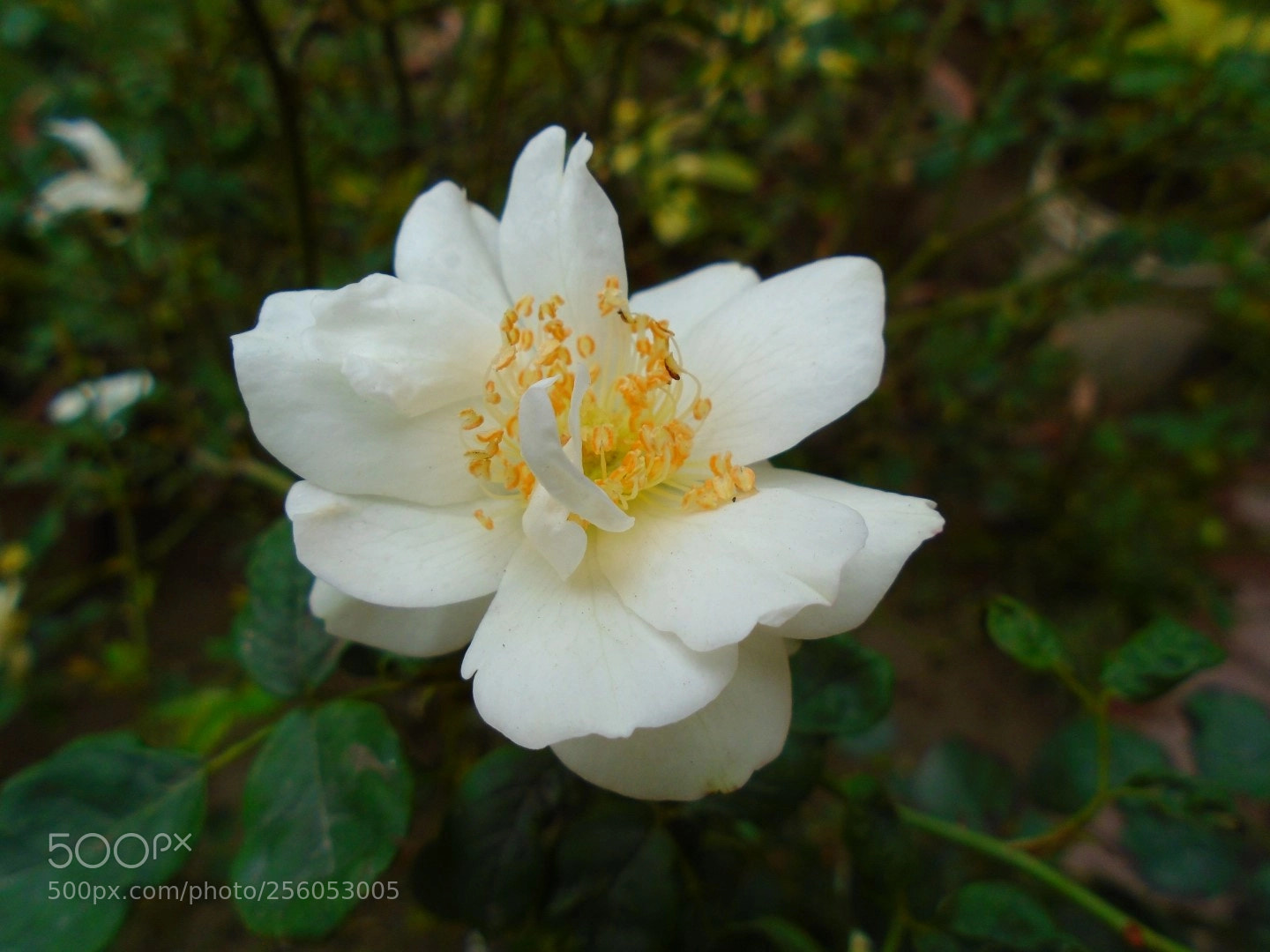 Sony Cyber-shot DSC-W800 sample photo. December 2017 050 photography