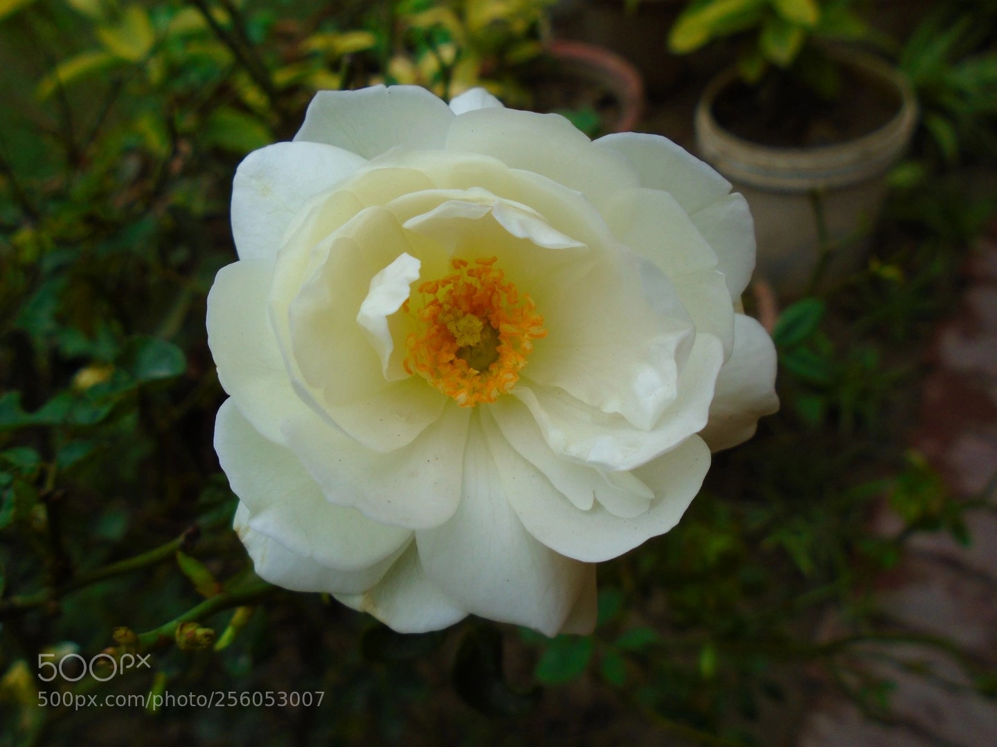 Sony Cyber-shot DSC-W800 sample photo. December 2017 051 photography