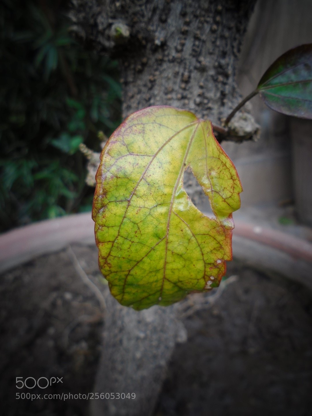 Sony Cyber-shot DSC-W800 sample photo. December 2017 056 photography