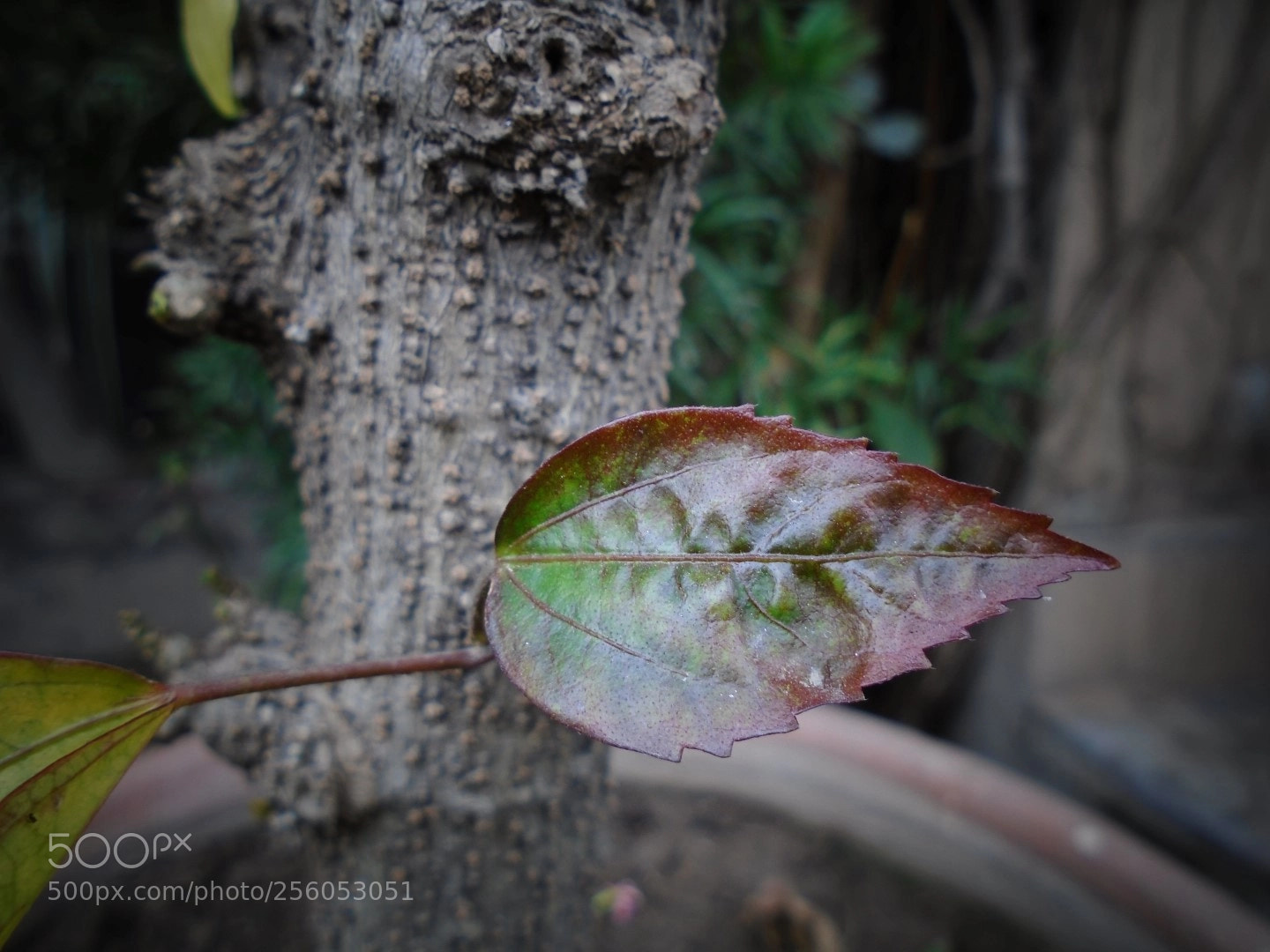 Sony Cyber-shot DSC-W800 sample photo. December 2017 057 photography