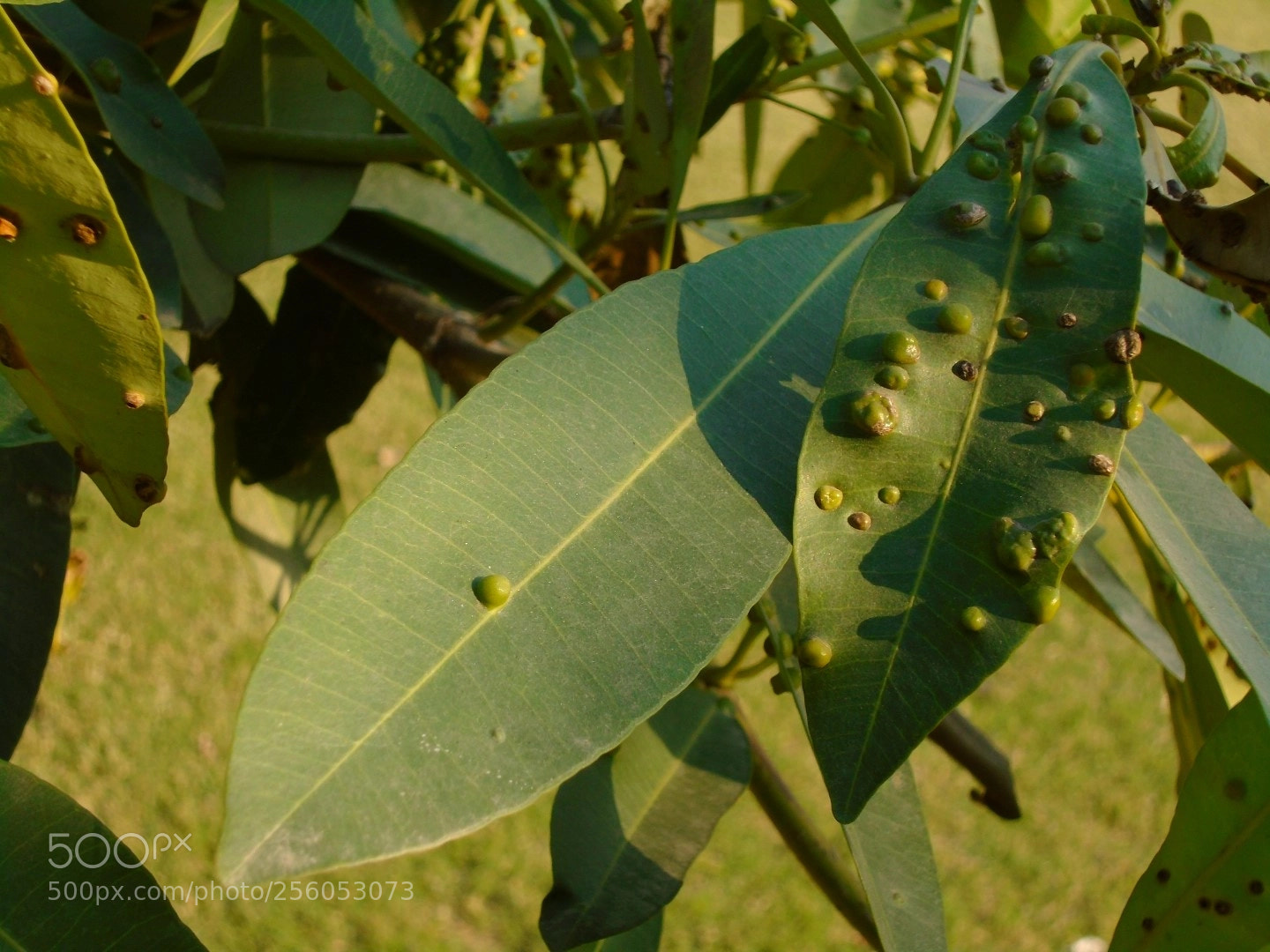 Sony Cyber-shot DSC-W800 sample photo. December 2017 060 photography