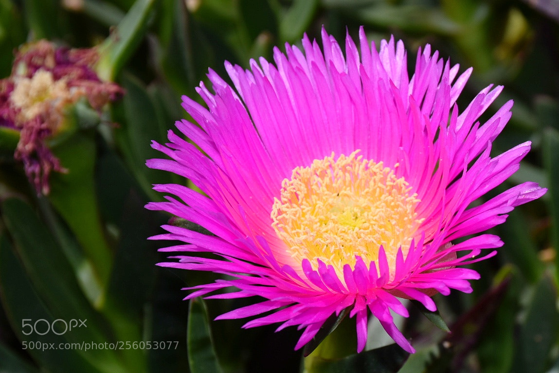 Nikon D5300 sample photo. Primavera en colores photography