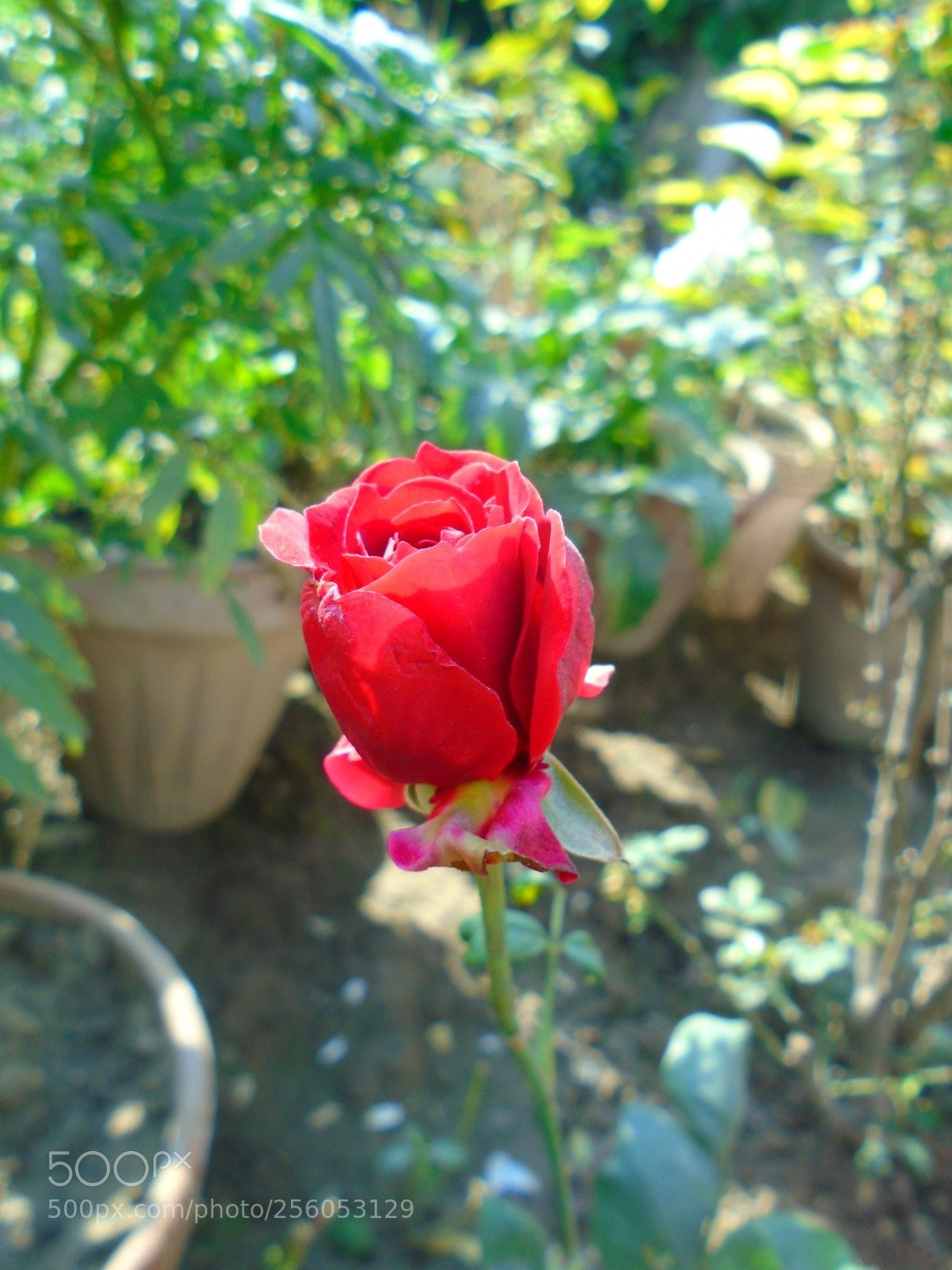 Sony Cyber-shot DSC-W800 sample photo. December 2017 074 photography