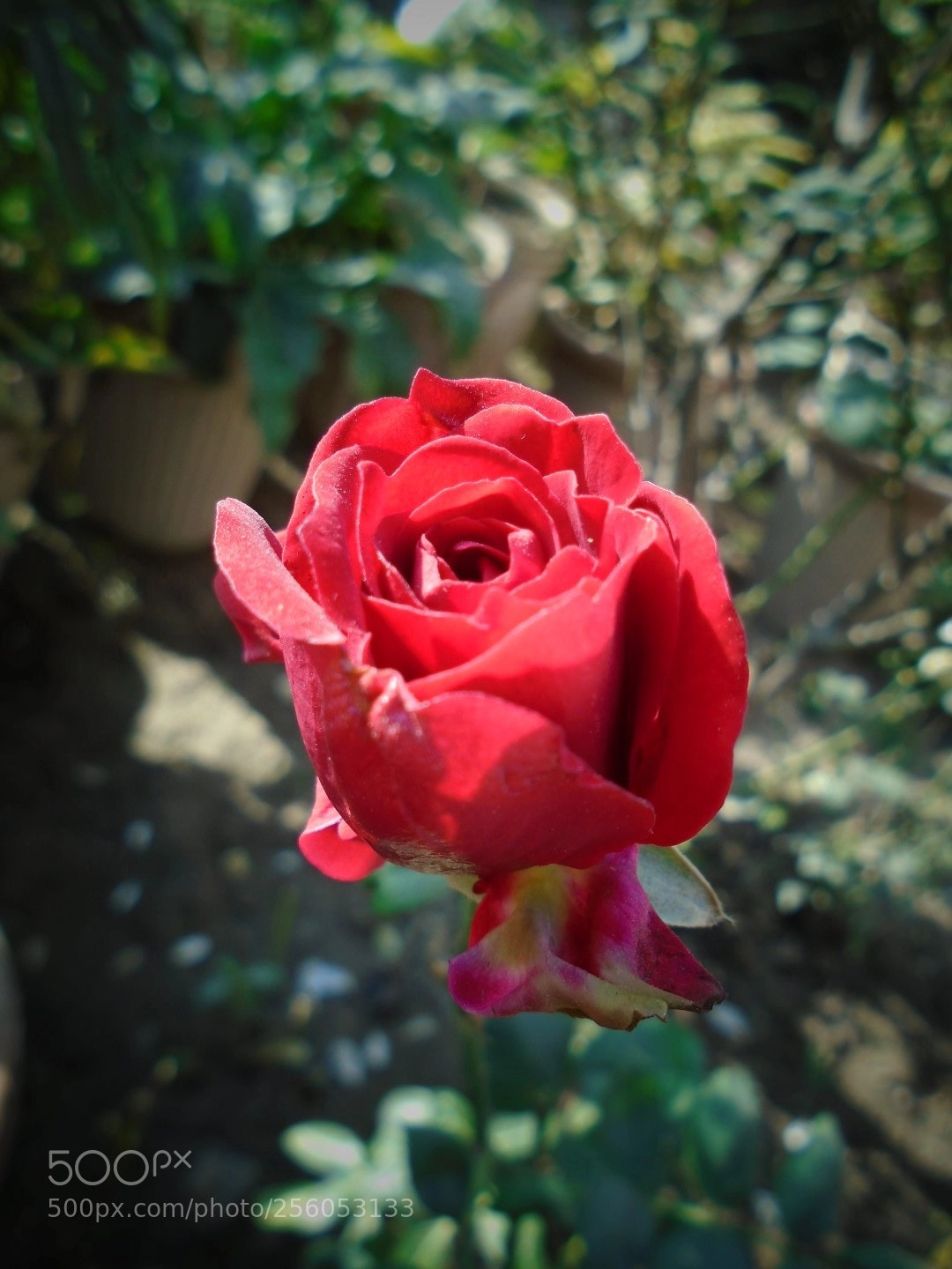 Sony Cyber-shot DSC-W800 sample photo. December 2017 075 photography
