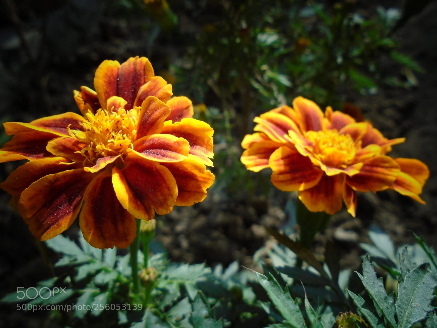 Sony Cyber-shot DSC-W800 sample photo. December 2017 077 photography